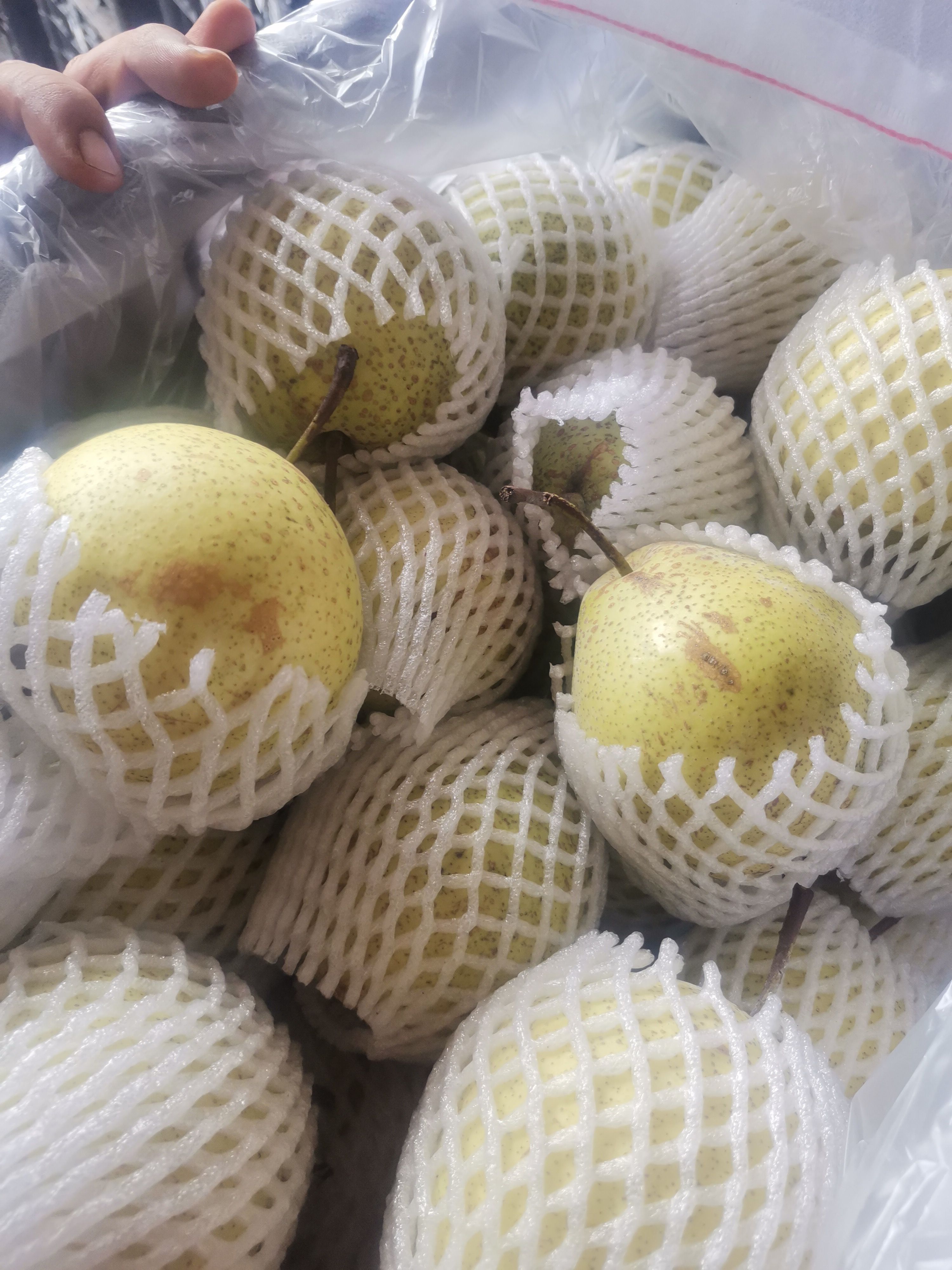  雪花梨 个大  果面干净