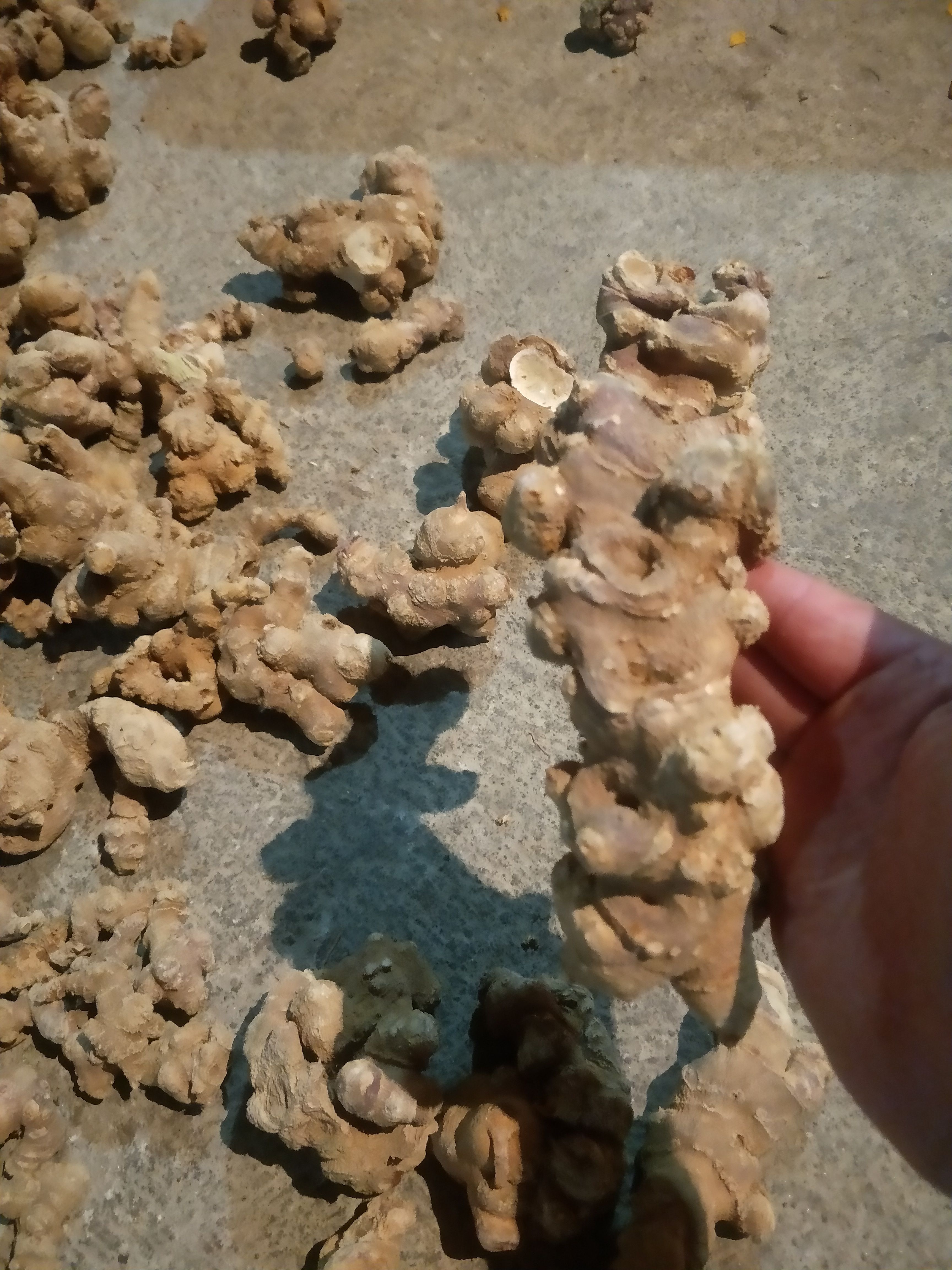 竹节参干货，成品大量上市