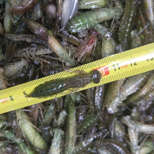 沂水县水蜻蜓，蜻蜓幼虫，昆虫，