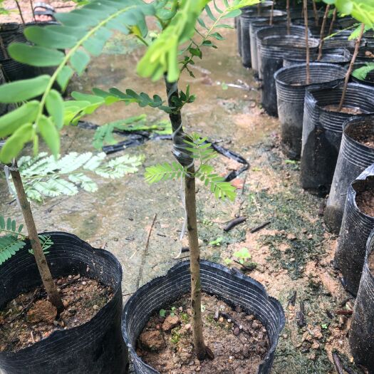 普宁市余甘果苗  已嫁接好瓜园甜种油甘苗