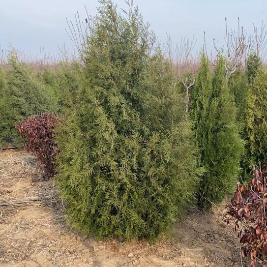 合阳县圆枝侧柏 大冠幅侧柏