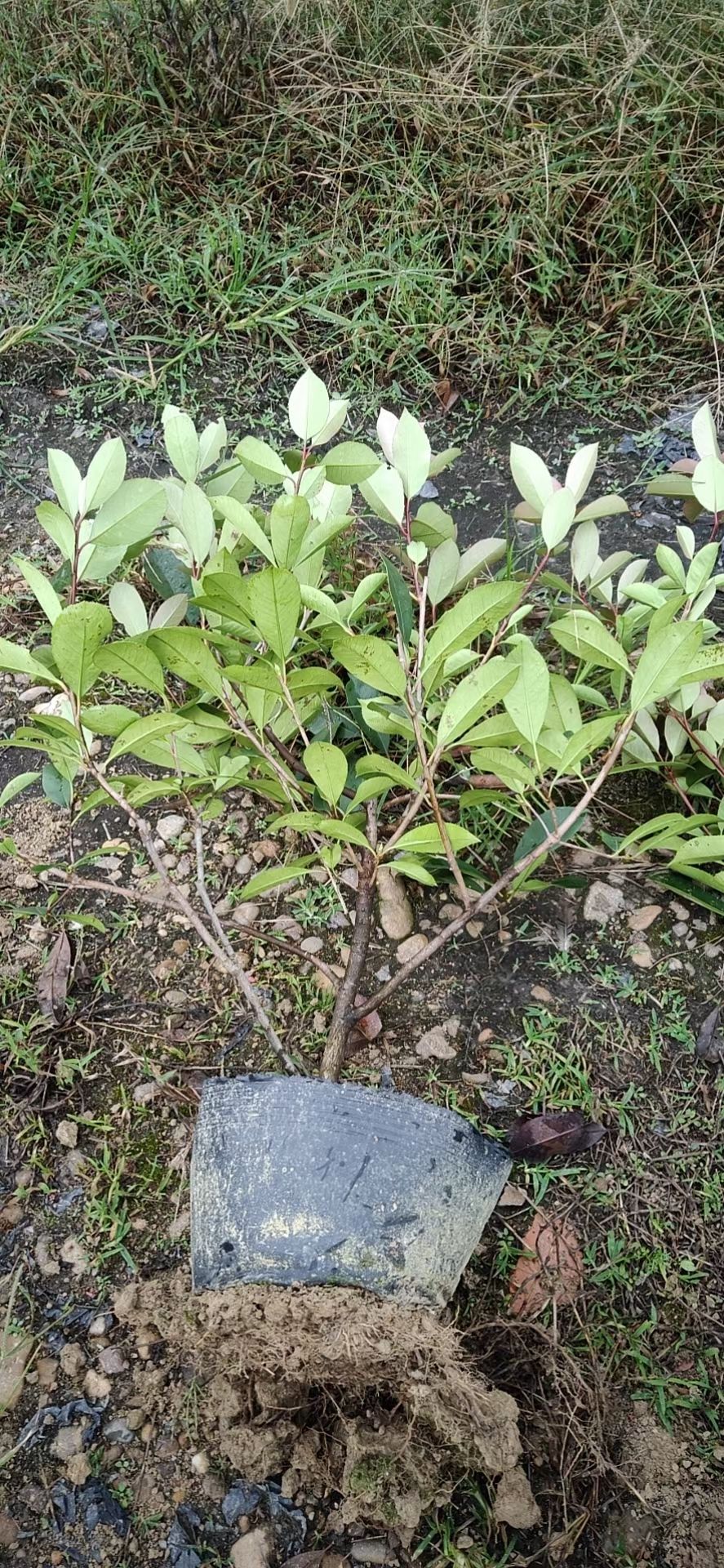 红罗宾石楠 石楠大桶毛球