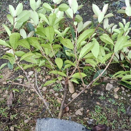 来安县红罗宾石楠 石楠大桶毛球