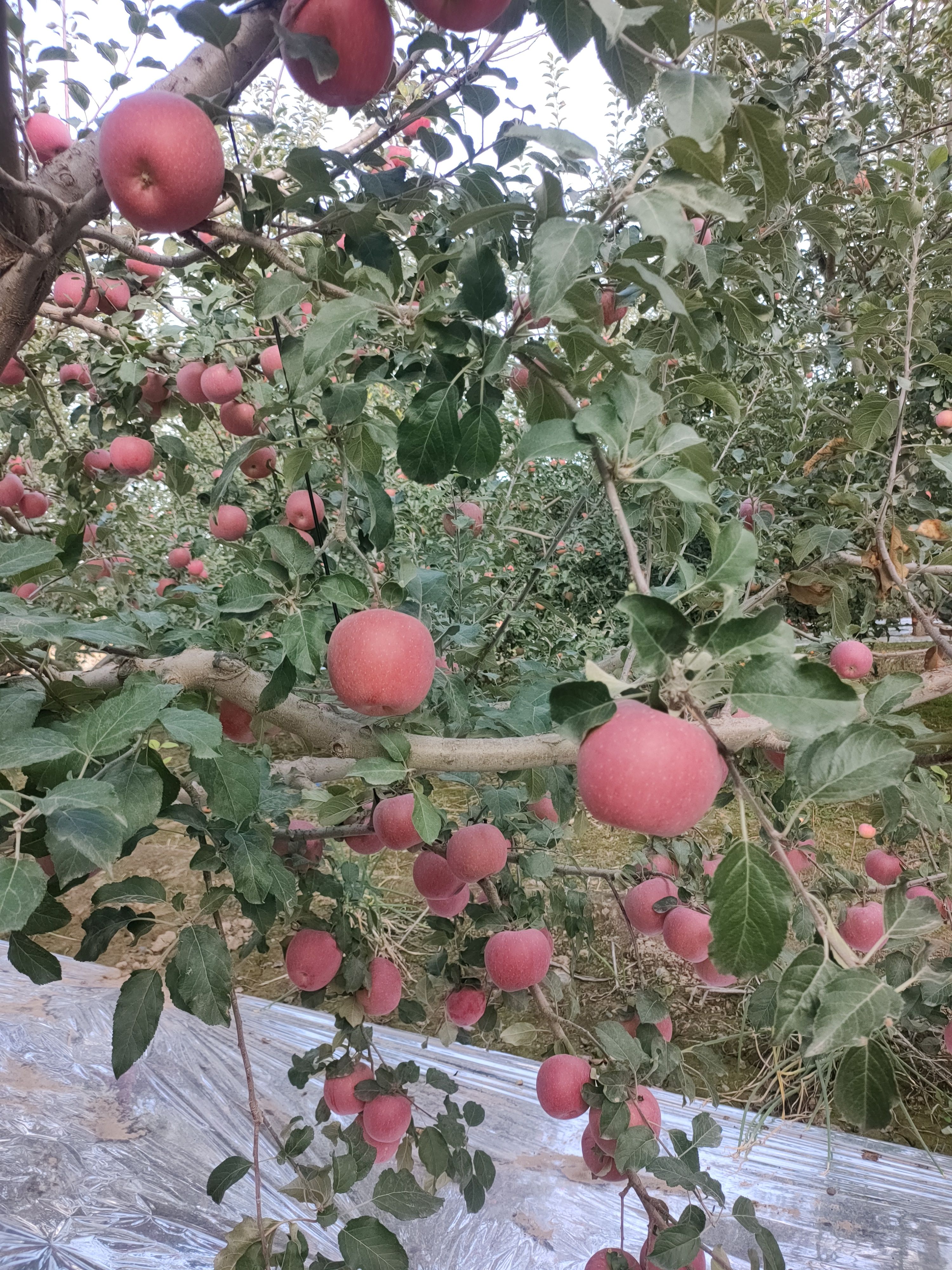 供应冰糖心红富士苹果