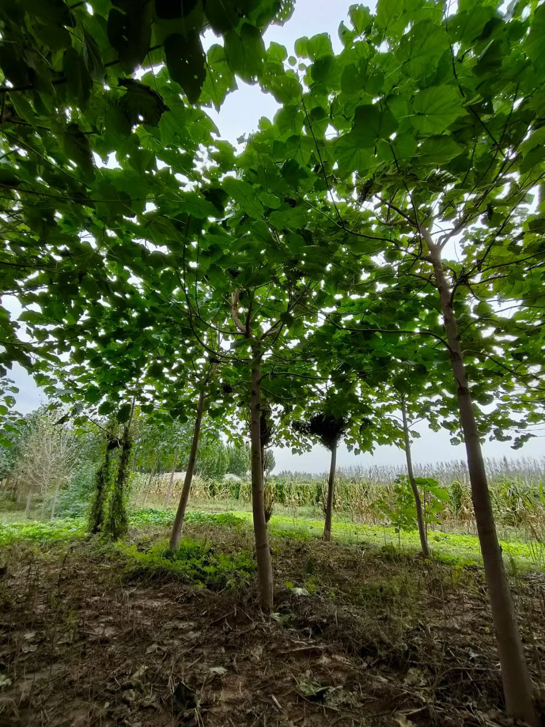 优质紫花泡桐基地-15公分泡桐价格-紫花泡桐批发