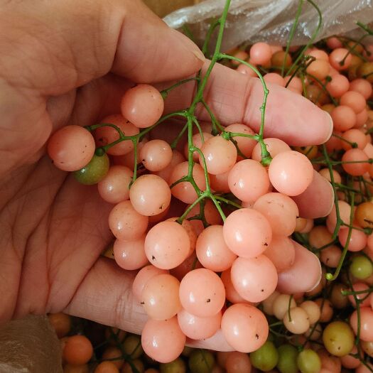 金果榄种子价格 多少钱一斤 金果榄种子怎么育苗