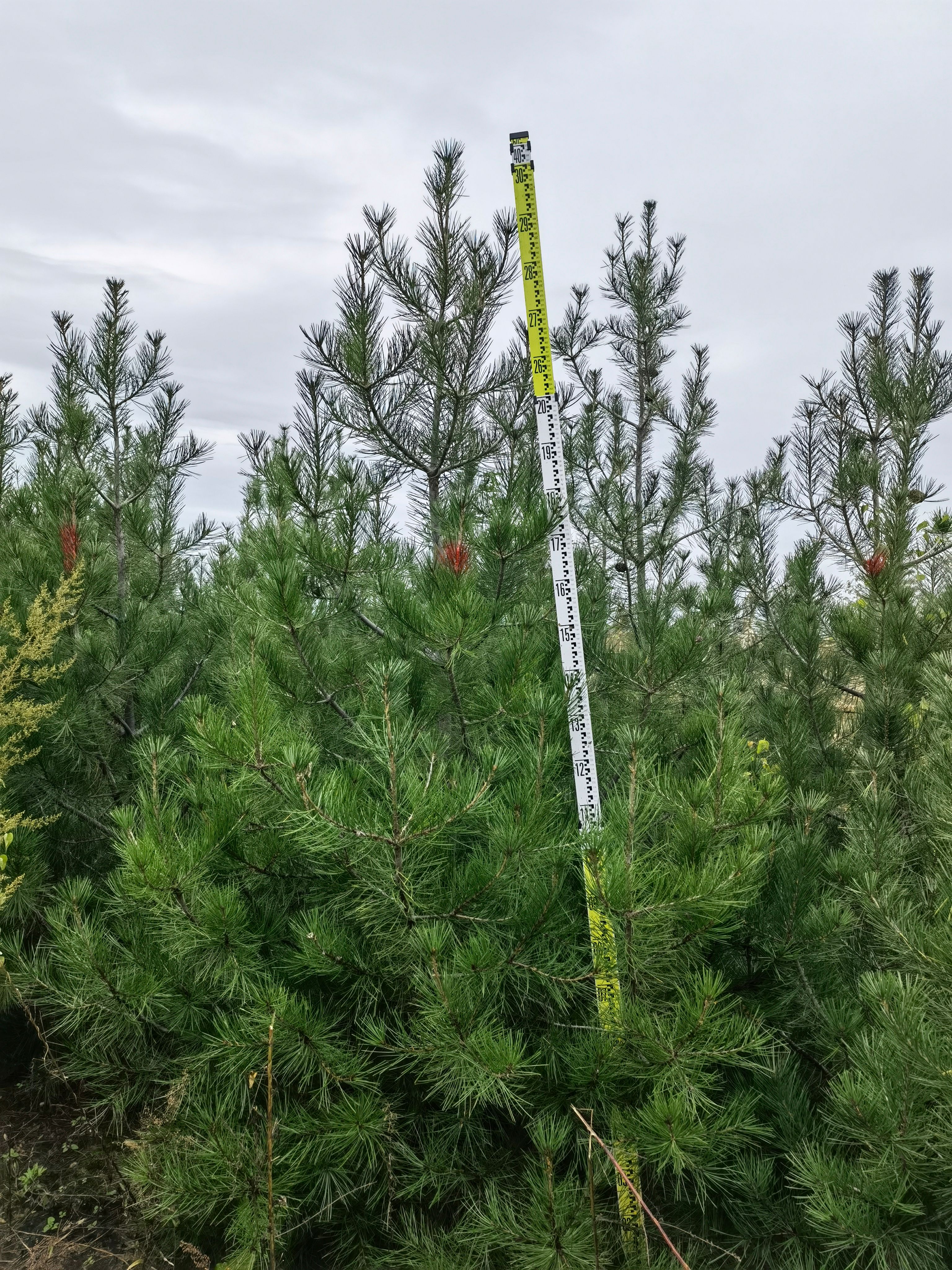 山西2.5米白皮松，3米白皮松价格，价格优惠