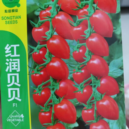 余干县西红柿种子  红润贝贝番茄种子