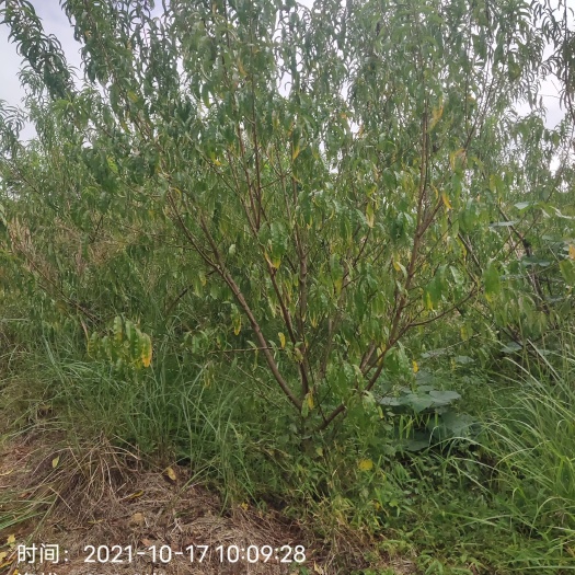 阳朔县绿叶碧桃 青叶碧桃6分
