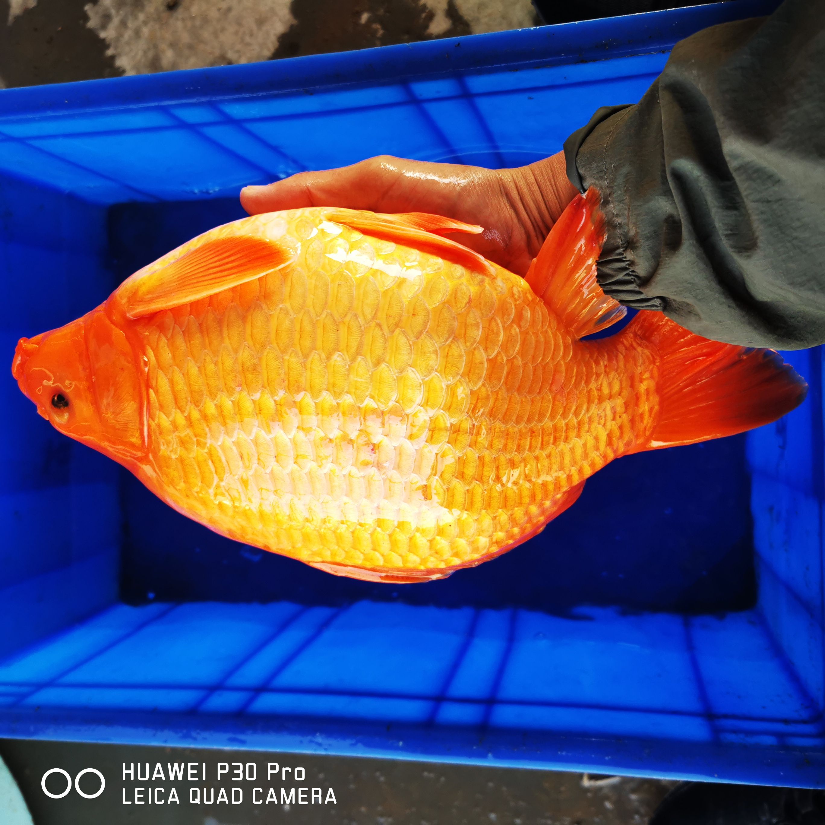 红鲤鱼  鱼场精品荷包鲤批发