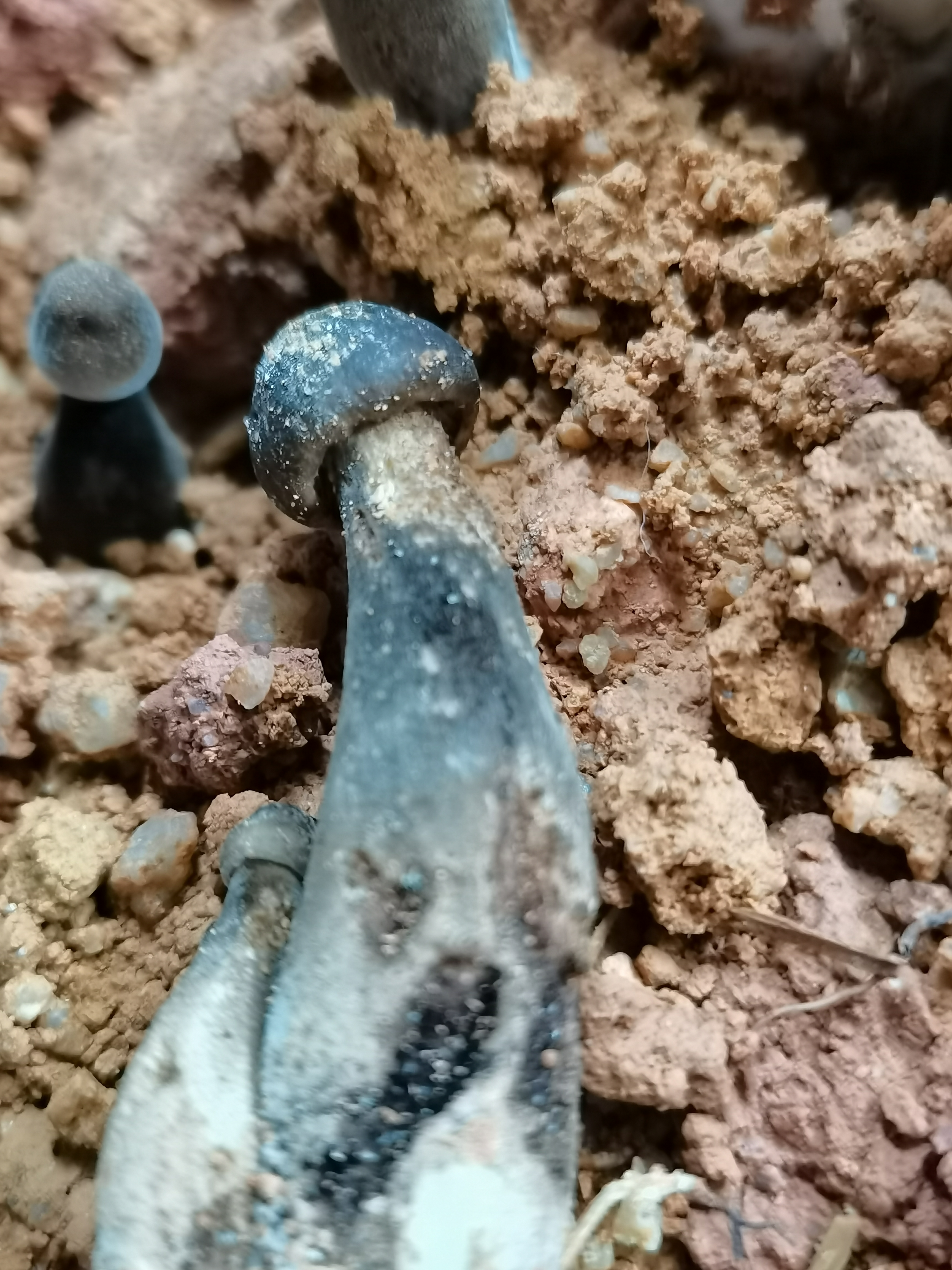 赵专家您好图片是8月底种植10月初开始出菇的黑皮鸡