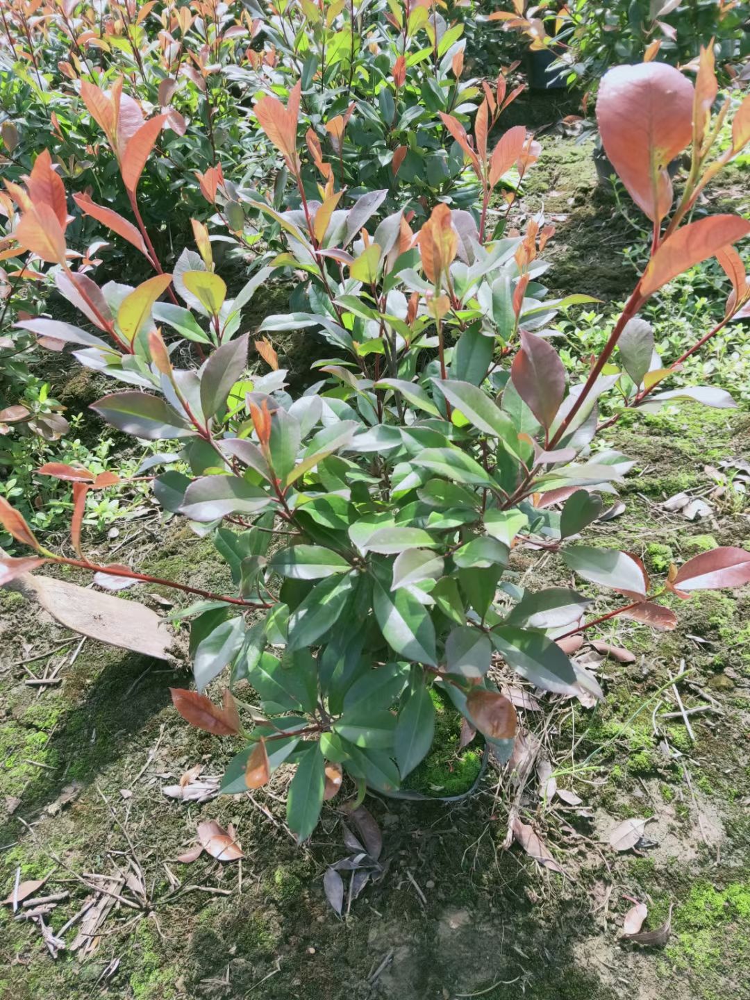红罗宾石楠 石楠大桶毛球