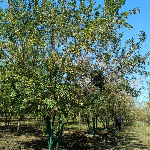 邳州市丛生茶条槭，高度5米，地径5-8公分