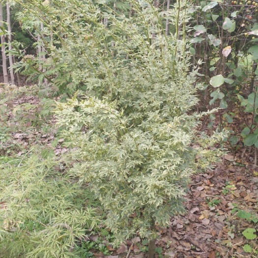 新沂市蝴蝶锦日本红枫蝴蝶枫1－3公分粗1－2米高大型绿植彩叶树种