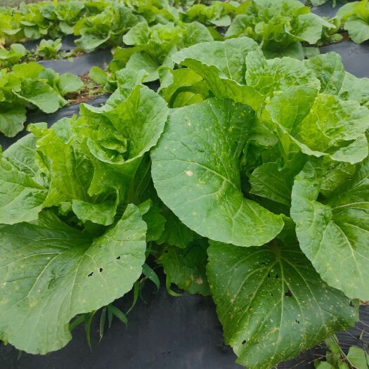 纳雍县小白菜  快菜