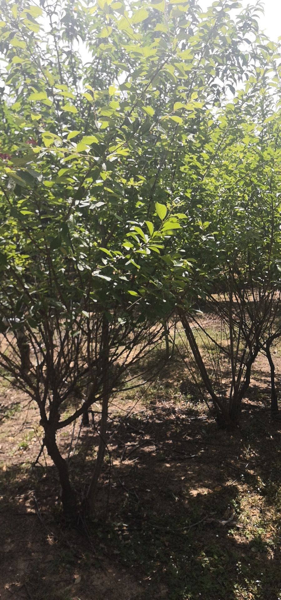 松红梅 红梅树苗 红梅苗木价格有浮动