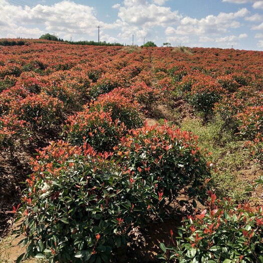 奉新县红叶石楠毛球60－80杯苗地苗