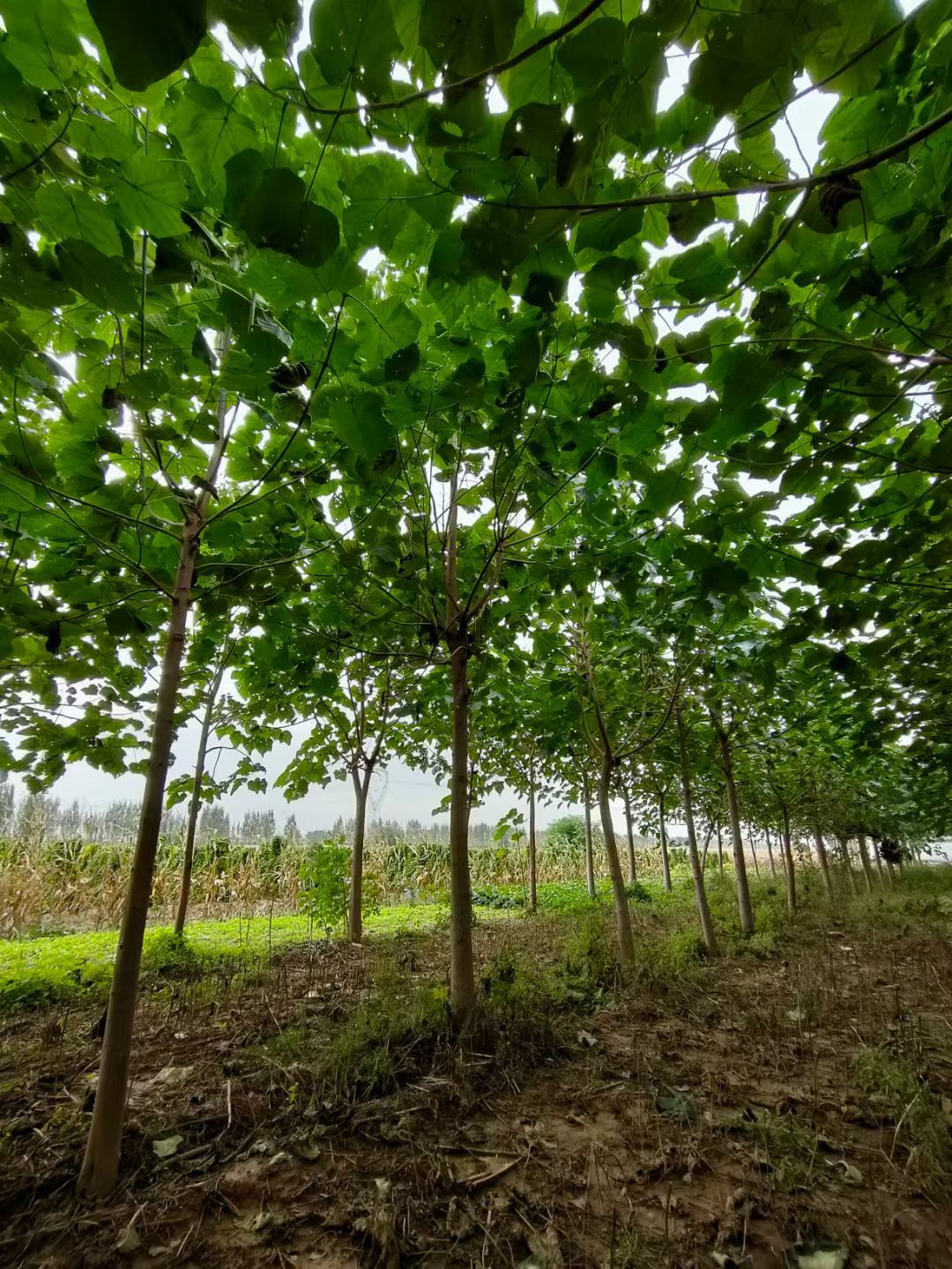 优质紫花泡桐基地-15公分泡桐价格-紫花泡桐批发