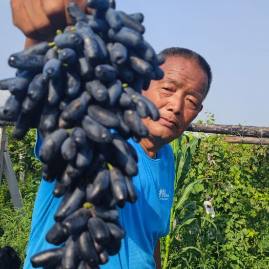 晋州市甜蜜蓝宝石葡萄现货冷库存储四季有货