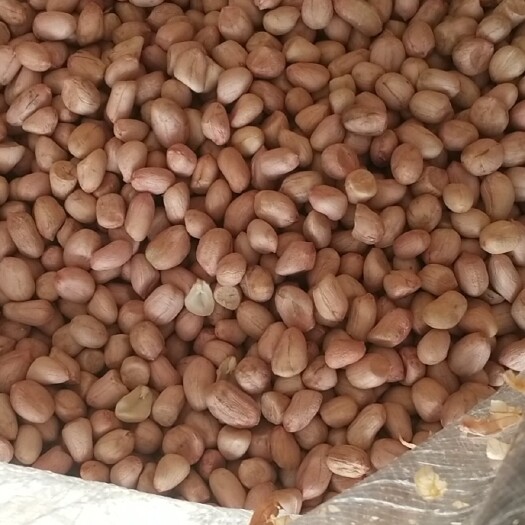 新泰市花生米（零食）  八个筛的精品商品米