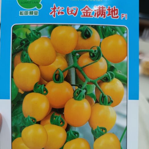 余干县西红柿种子  松田金满地番茄种子，水果型早熟小番茄一代杂交品种,植株长势强