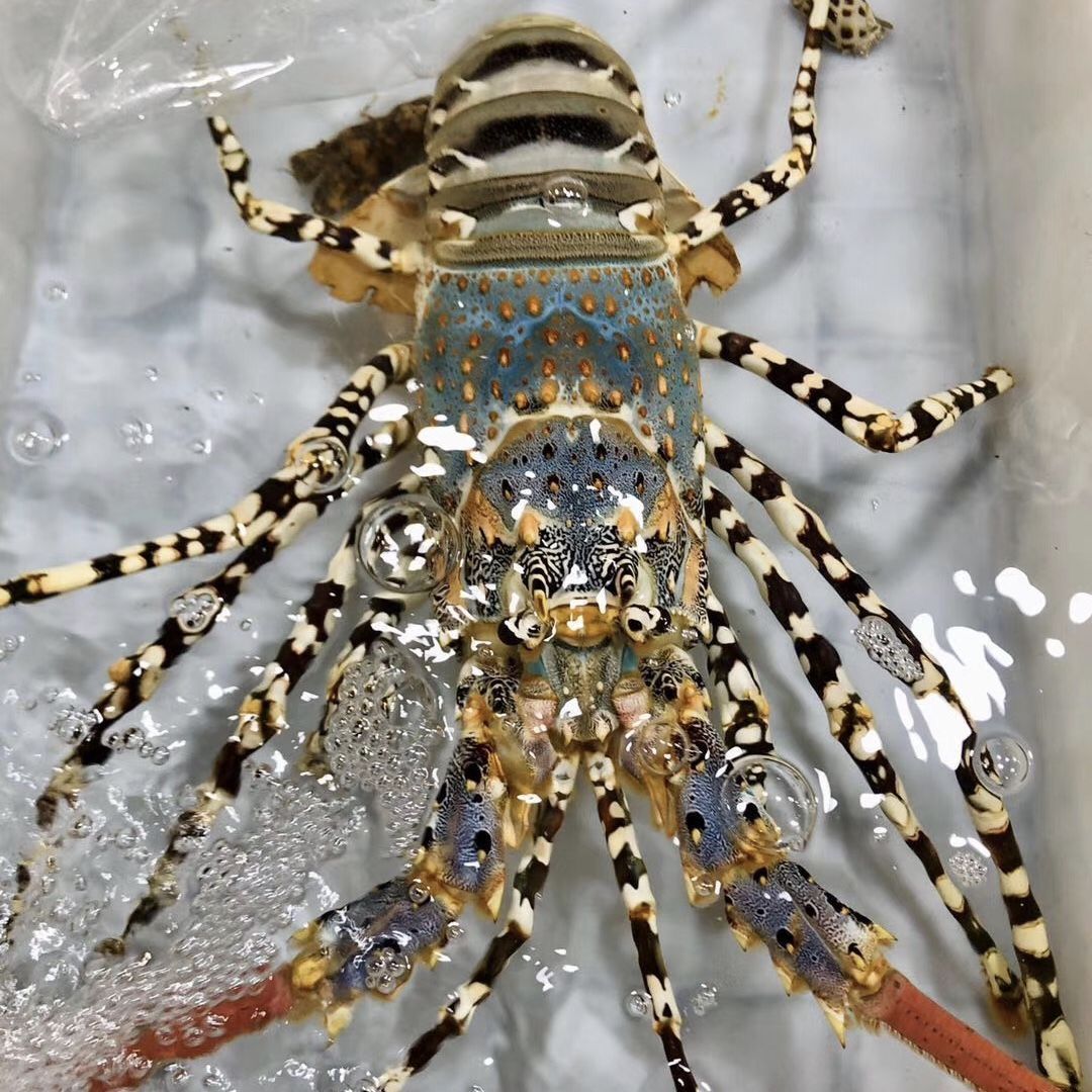 小青龙龙虾  2只大龙虾 青龙虾速冻海鲜水产新鲜活冻小青龙澳龙虾顺丰