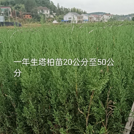 攸县塔柏树苗 优质塔柏苗