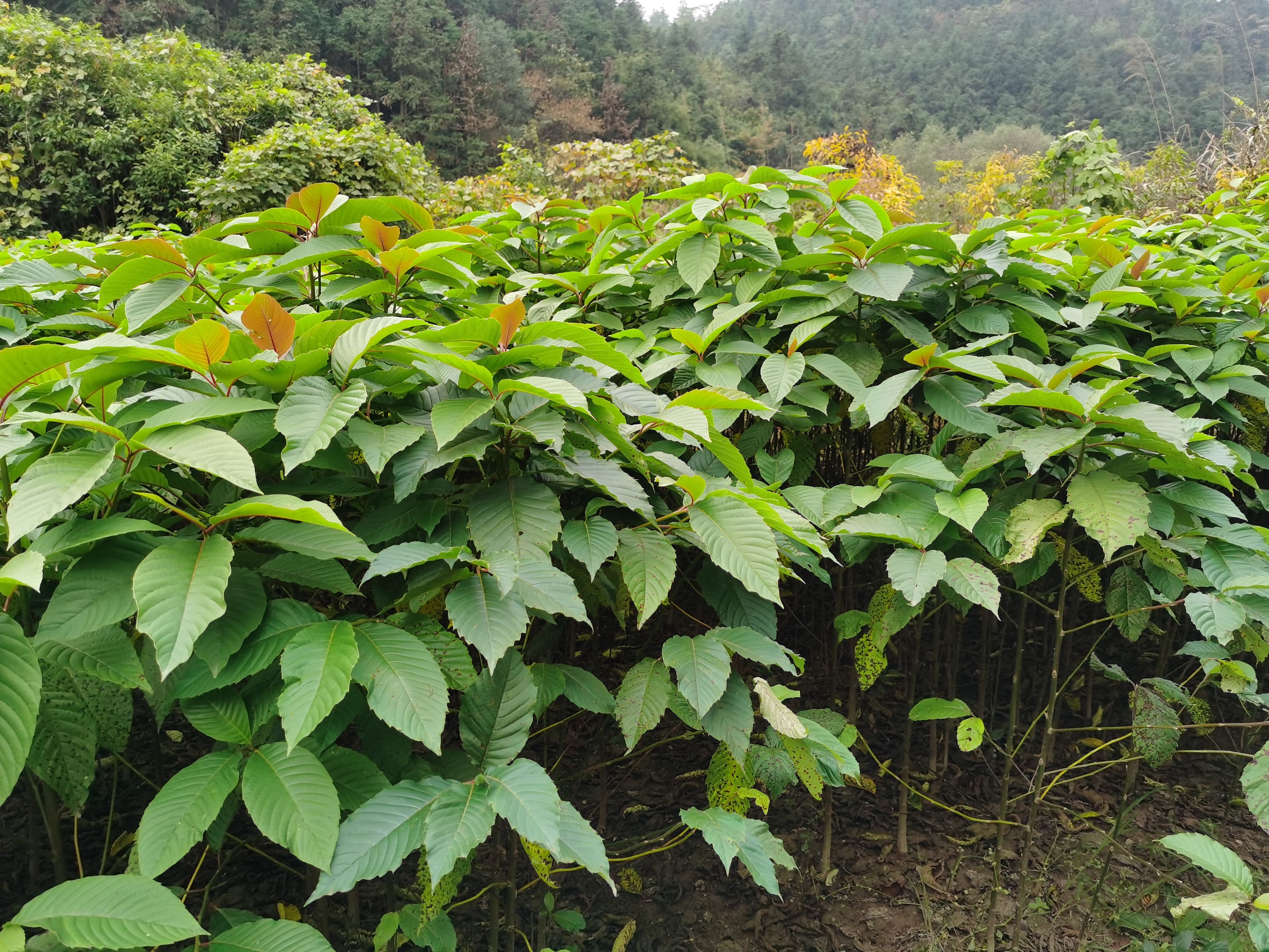 喜树种子 当年新采喜树种子价格 喜树种子产地价格