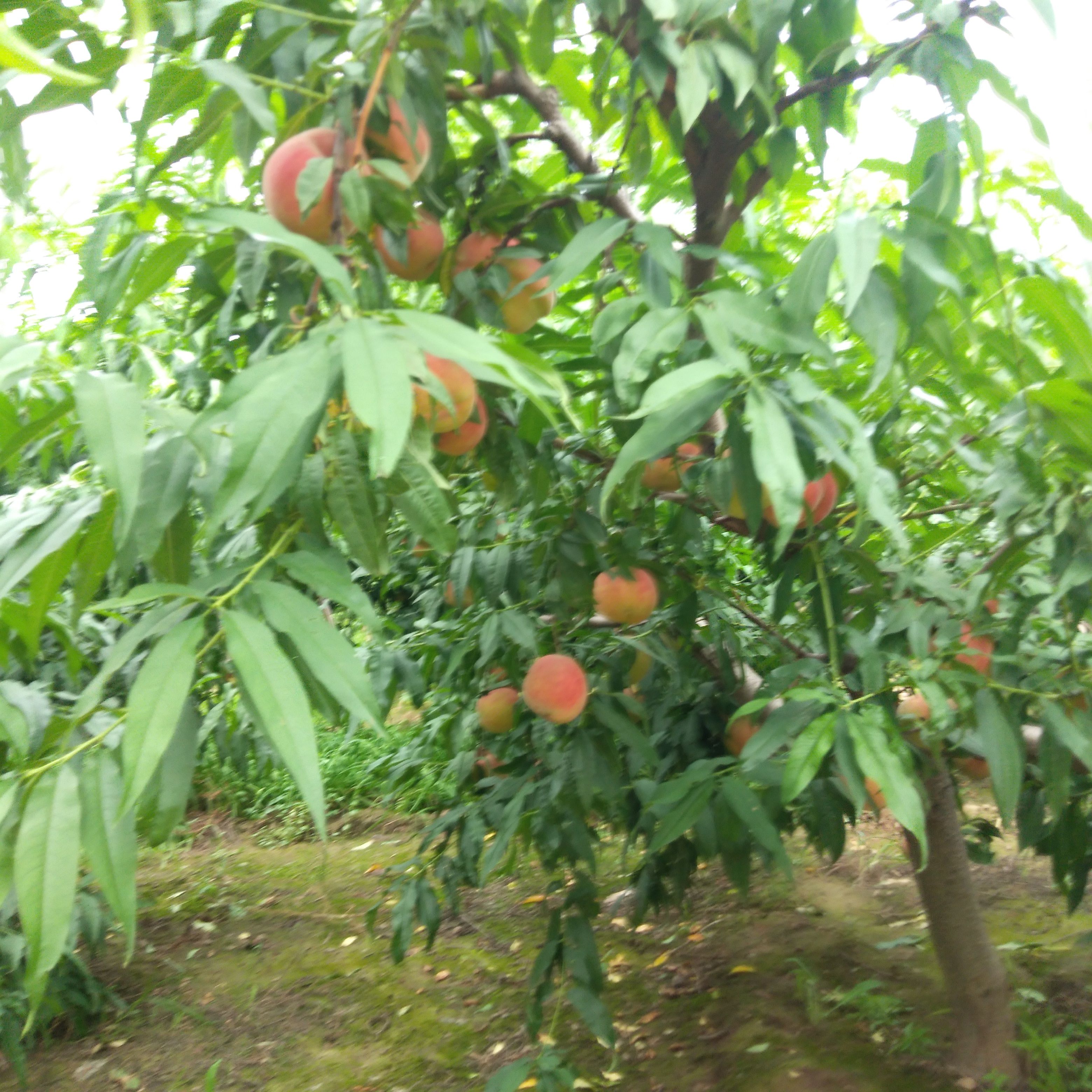 其它苗木 供应桃树，苹果树，梨树，占地苗木，绿化苗木