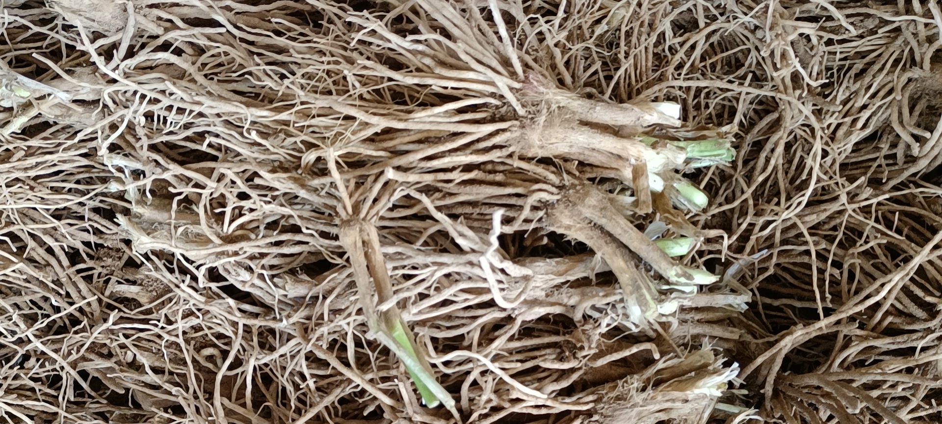 一年带苗粗壮韭菜根，手工分捡保质保量易成活