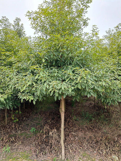 衡阳县细叶楠木  楠木树