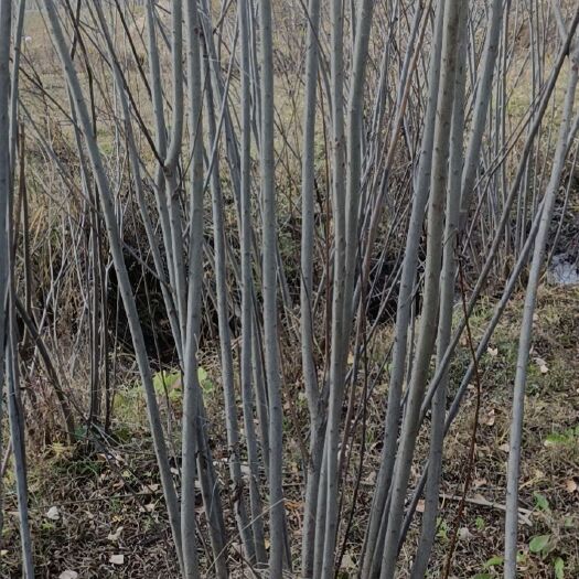 酒泉来找我！大量乌柳、沙柳插条插杆出售价格多少钱