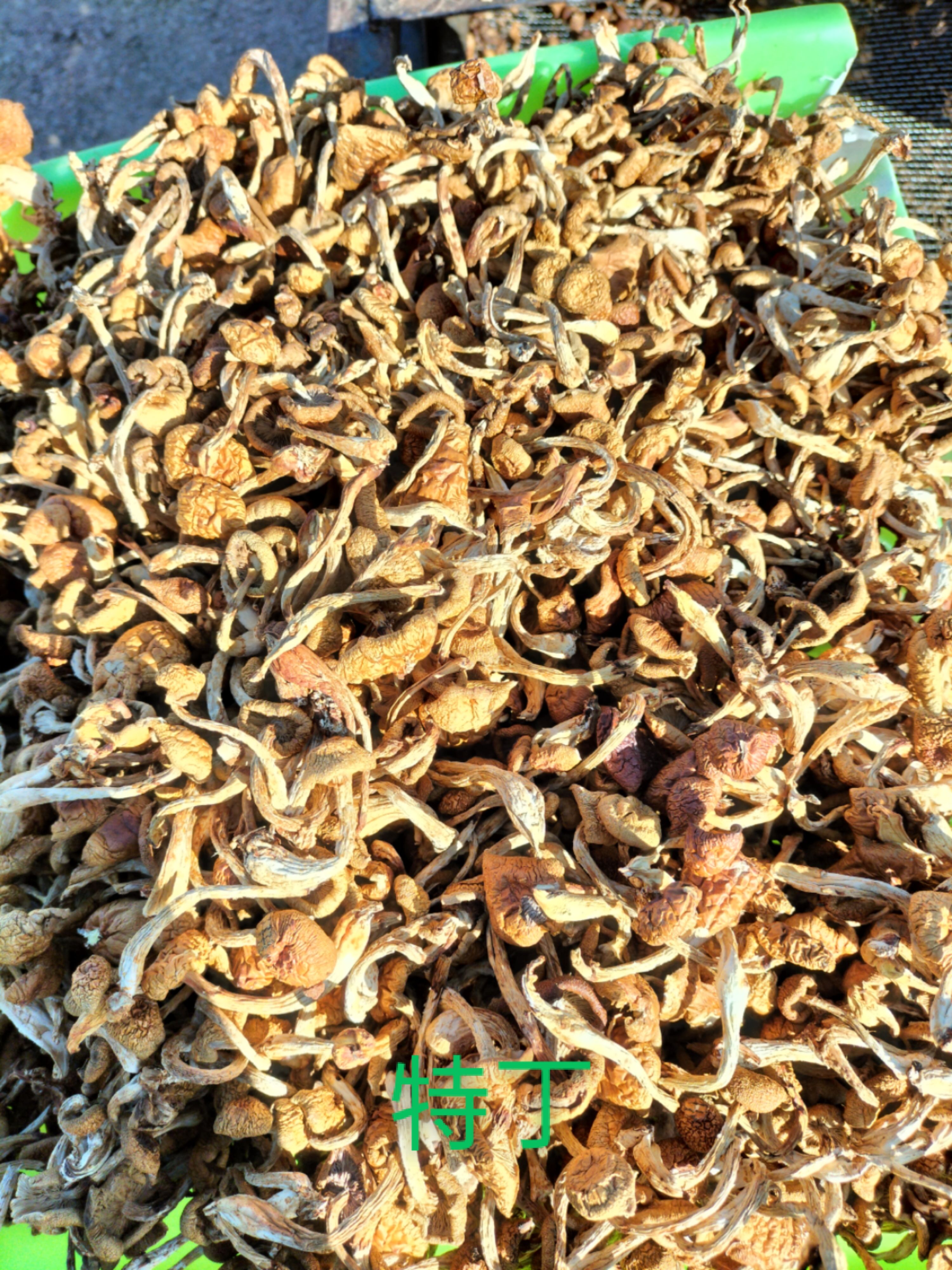东宁市滑子菇  ，食用菌类，口感爽滑，味道鲜味！