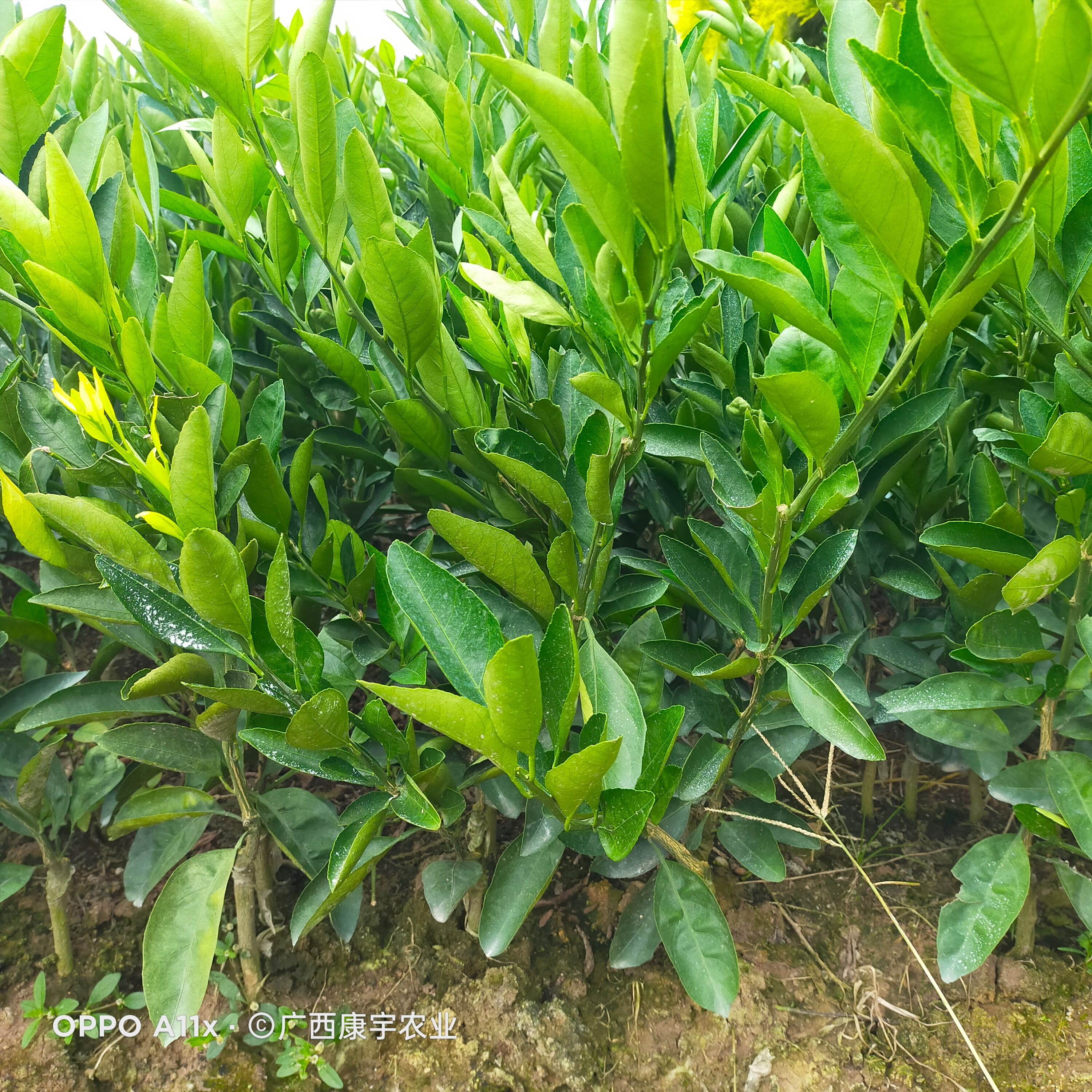 大分四号柑桔苗  特早柑桔大芬，宫本，由良，日南柑桔苗