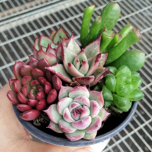 曲周县地被植物  多肉植物 多肉套餐精品大颗好养老桩绿植花卉小苗肉肉花植物组