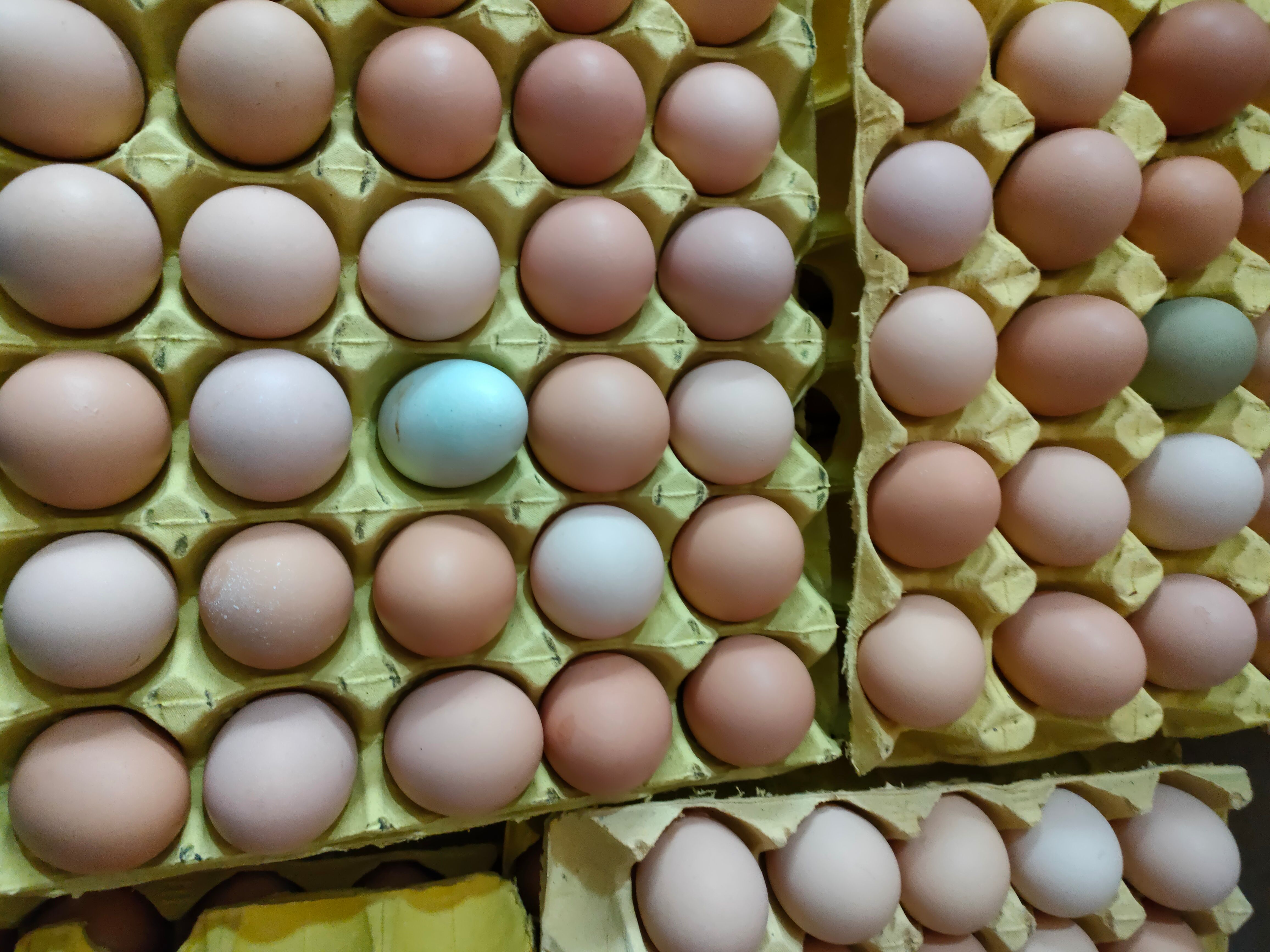 湖北武汉土鸡蛋 大码 双色 农五 农一 深粉 9—10个一斤