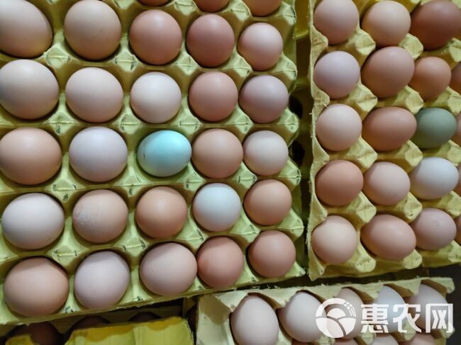 湖北武汉土鸡蛋 大码 双色 农五 农二 深粉 9—10个一斤