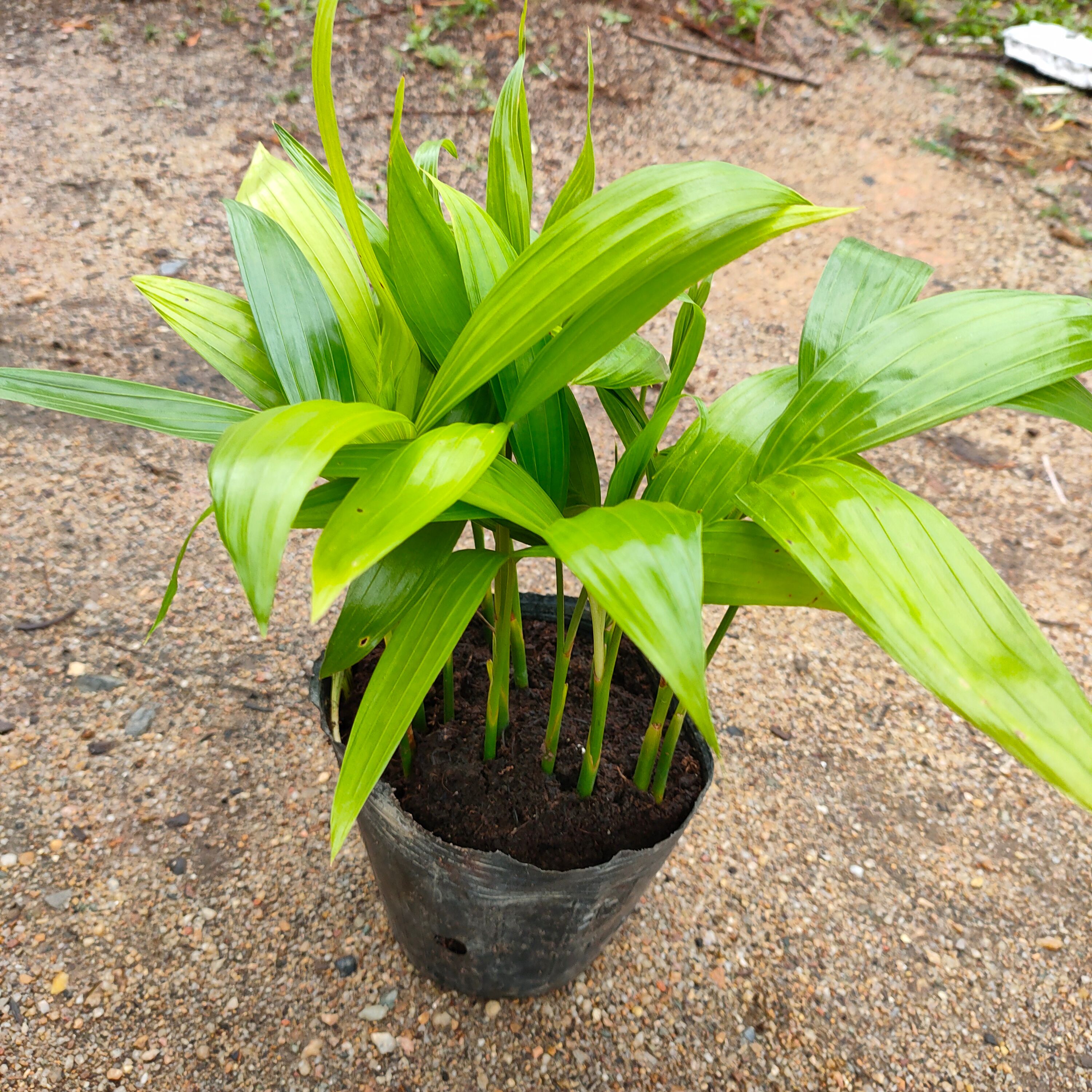 三药槟榔苗棕榈科庭院园林绿化树苗净化空气美观