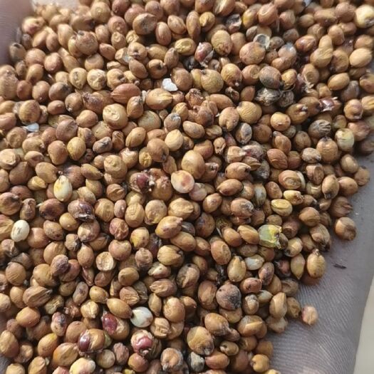 德州糯高粱 出售冀酿2号高粱
