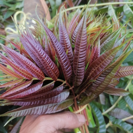 弥勒市红油香椿  香椿芽     四季香椿