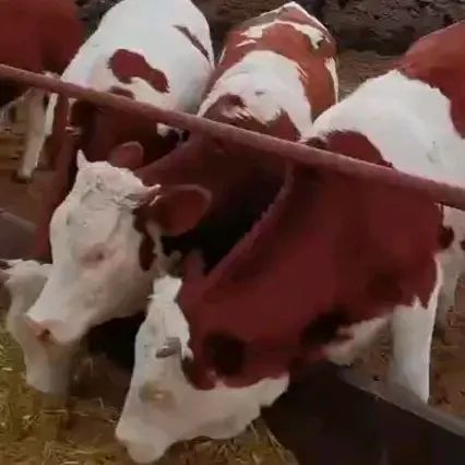 灵宝市肉牛  一一华北基地现售大小牛犊