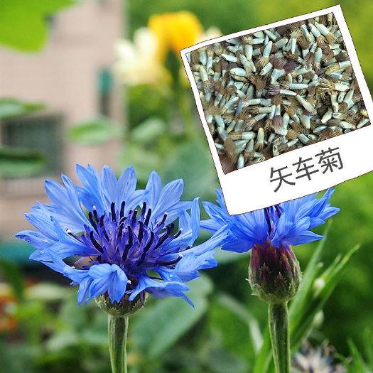 南宁矢车菊种子 广西边坡公园绿化花种矢车菊批发