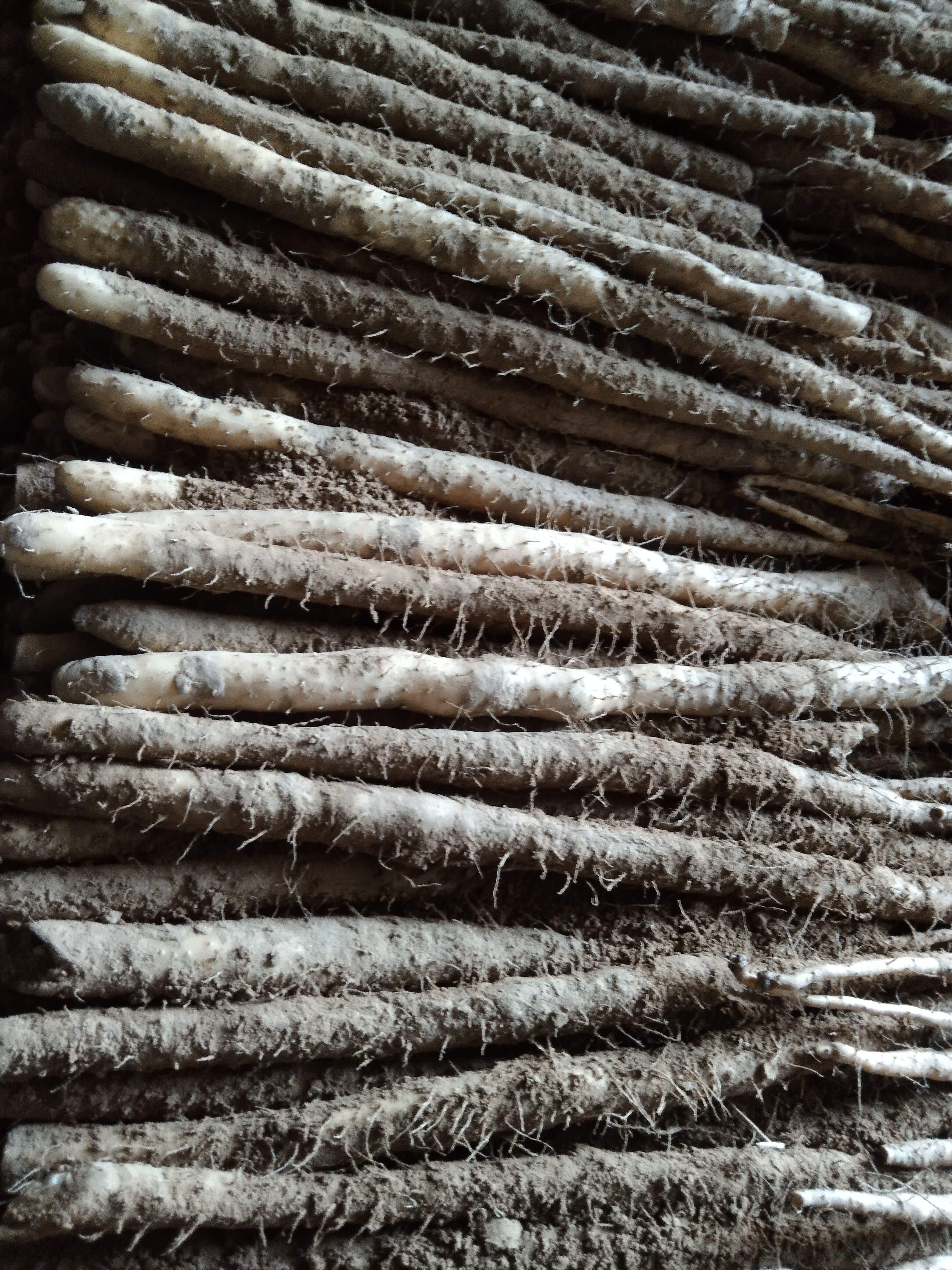 小白嘴山药  白嘴山药，新鲜的白嘴山药现挖现卖。