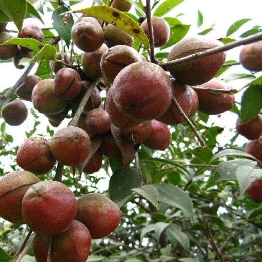 大悟县 2021年寒露小籽油茶上市，大量供应鲜果，茶籽