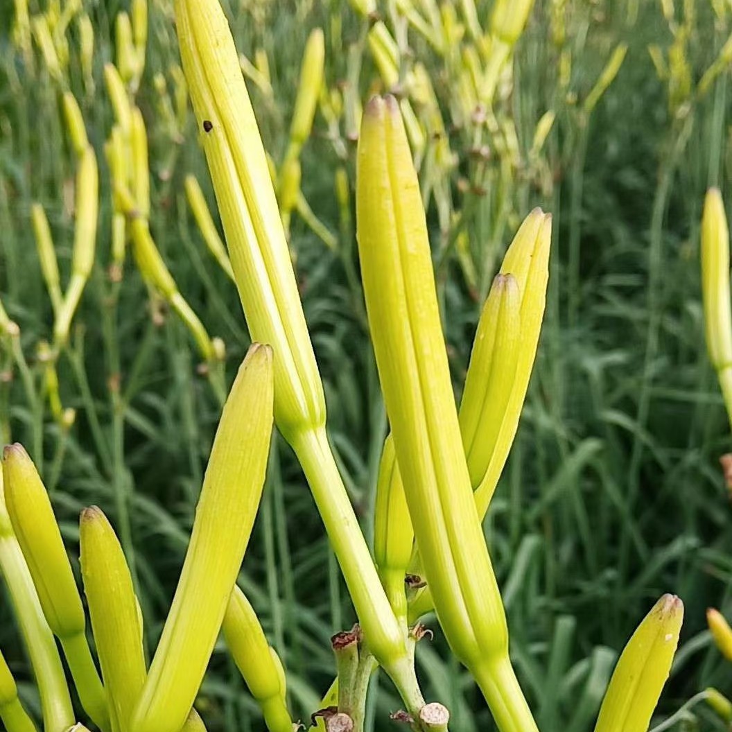 黄花菜苗,便宜处理了