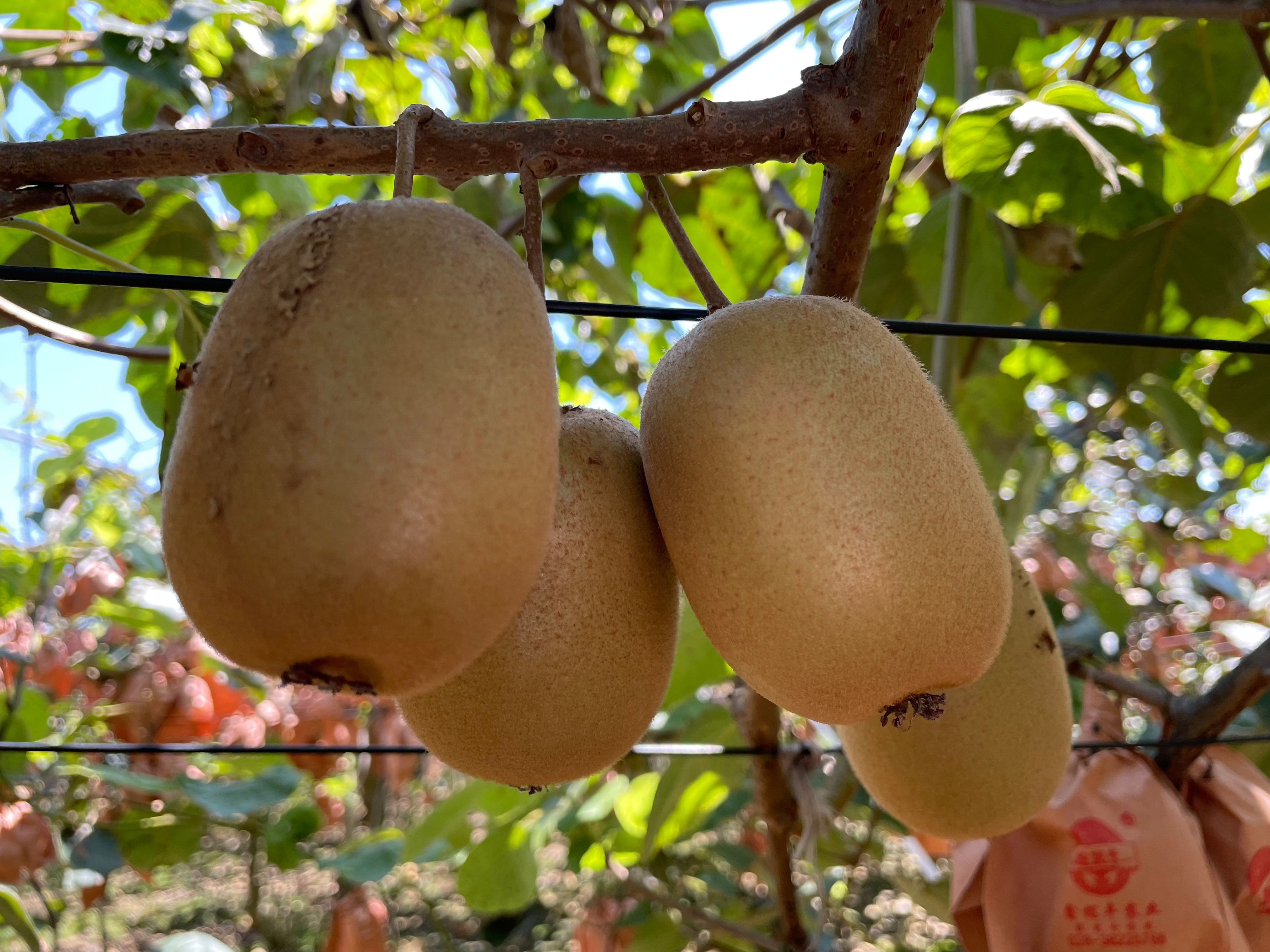 蒲江黄心猕猴桃金艳