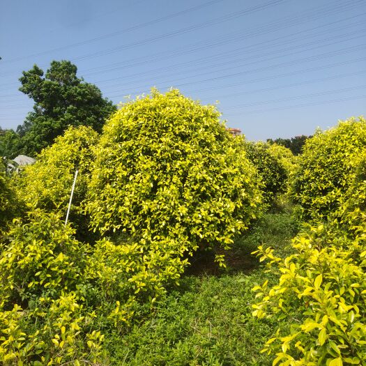 佛山黄榕