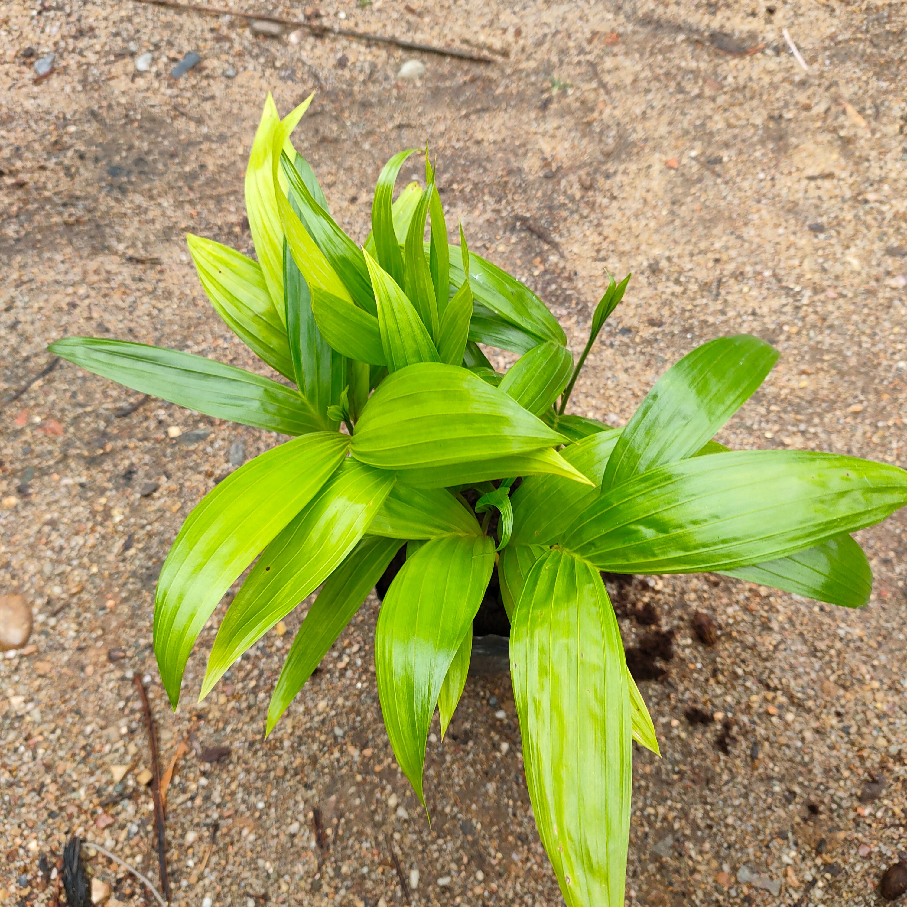 三药槟榔苗棕榈科庭院园林绿化树苗净化空气美观