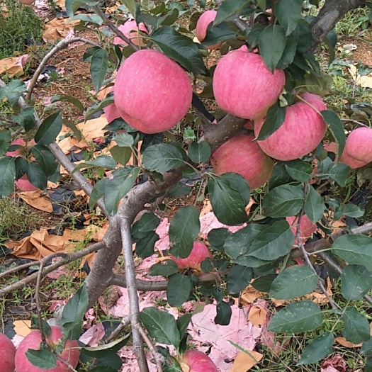 绥中县寒富苹果 寒富