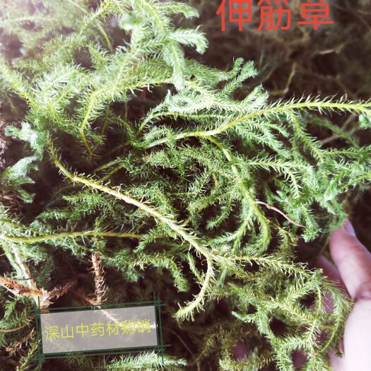 伸筋草 狮子草贵州地道中药材当季新货 药食皆可